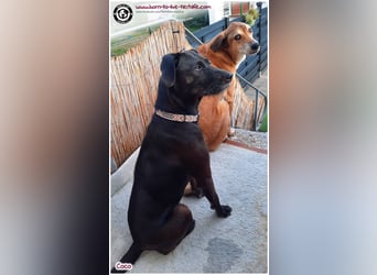 Coco sucht ein neues Zuhause