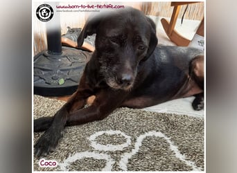 Coco sucht ein neues Zuhause