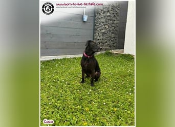 Coco sucht ein neues Zuhause