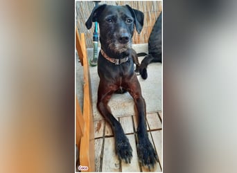 Coco sucht ein neues Zuhause