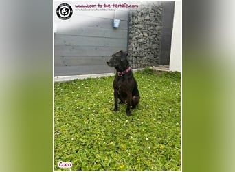 Coco sucht ein neues Zuhause