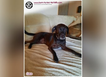 Coco sucht ein neues Zuhause