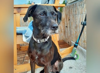 Coco sucht ein neues Zuhause