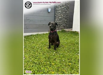 Coco sucht ein neues Zuhause