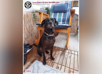 Coco sucht ein neues Zuhause