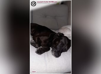 Coco sucht ein neues Zuhause