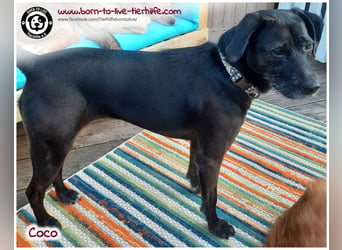 Coco sucht ein neues Zuhause