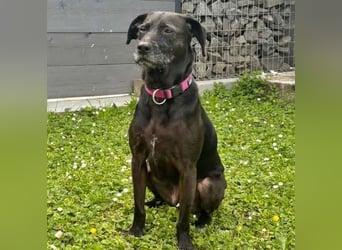 Coco sucht ein neues Zuhause
