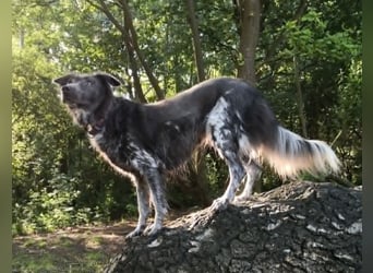 Zsömi sucht ein Zuhause