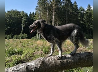 Zsömi sucht ein Zuhause