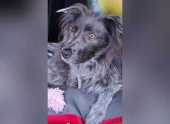 Zsömi sucht ein Zuhause