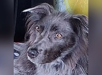 Zsömi sucht ein Zuhause