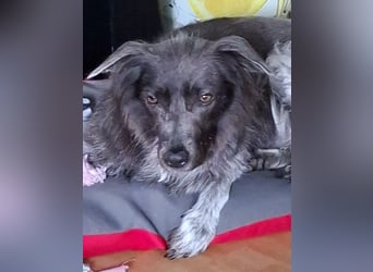 Zsömi sucht ein Zuhause
