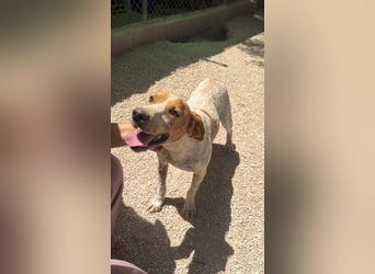Rambo - treuer Jagdhund sucht Menschen mit Herz und Verstand