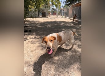 Rambo - treuer Jagdhund sucht Menschen mit Herz und Verstand