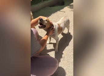 Rambo - treuer Jagdhund sucht Menschen mit Herz und Verstand