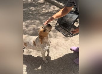 Rambo , treuer Jagdhund sucht Menschen mit Herz und Verstand