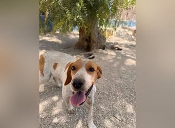 Rambo , treuer Jagdhund sucht Menschen mit Herz und Verstand