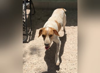 Rambo - treuer Jagdhund sucht Menschen mit Herz und Verstand