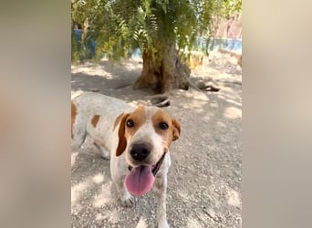 Rambo , treuer Jagdhund sucht Menschen mit Herz und Verstand