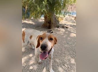 Rambo - treuer Jagdhund sucht Menschen mit Herz und Verstand