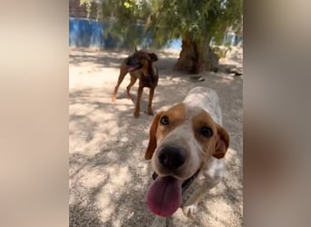 Rambo , treuer Jagdhund sucht Menschen mit Herz und Verstand