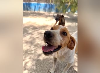 Rambo , treuer Jagdhund sucht Menschen mit Herz und Verstand