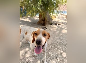 Rambo - treuer Jagdhund sucht Menschen mit Herz und Verstand