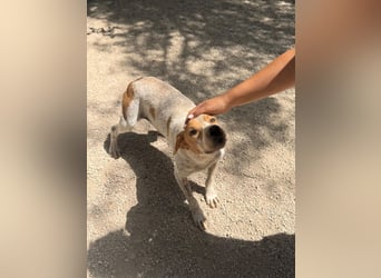 Rambo - treuer Jagdhund sucht Menschen mit Herz und Verstand