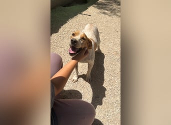 Rambo - treuer Jagdhund sucht Menschen mit Herz und Verstand