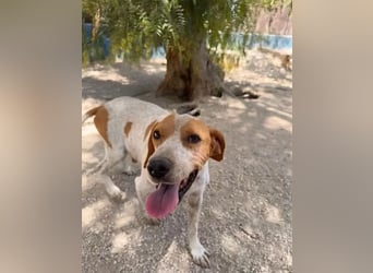 Rambo , treuer Jagdhund sucht Menschen mit Herz und Verstand
