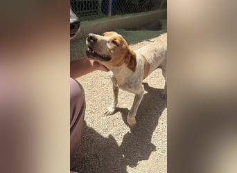 Rambo , treuer Jagdhund sucht Menschen mit Herz und Verstand