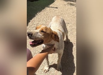 Rambo , treuer Jagdhund sucht Menschen mit Herz und Verstand