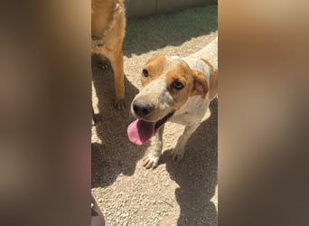 Rambo , treuer Jagdhund sucht Menschen mit Herz und Verstand
