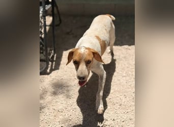 Rambo , treuer Jagdhund sucht Menschen mit Herz und Verstand