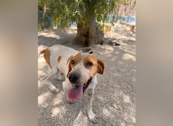 Rambo - treuer Jagdhund sucht Menschen mit Herz und Verstand