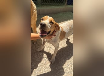 Rambo - treuer Jagdhund sucht Menschen mit Herz und Verstand