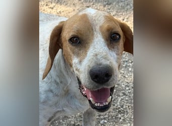 Rambo , treuer Jagdhund sucht Menschen mit Herz und Verstand