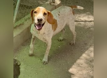 Rambo - treuer Jagdhund sucht Menschen mit Herz und Verstand