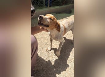 Rambo - treuer Jagdhund sucht Menschen mit Herz und Verstand