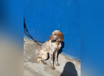 Tinetta wünscht sich ein sportliches Zuhause