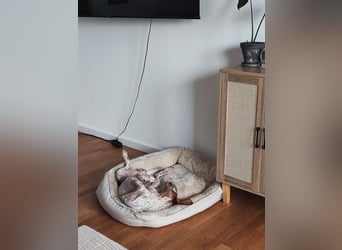 Cooper – ein wundervoller junger Mischling sucht sein Für-Immer-Zuhause Cooper – ein wundervoller junger Mischling sucht sein Für-Immer-Zuhause