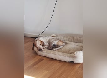 Cooper – ein wundervoller junger Mischling sucht sein Für-Immer-Zuhause Cooper – ein wundervoller junger Mischling sucht sein Für-Immer-Zuhause