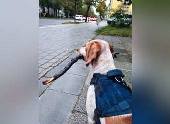 Cooper – ein wundervoller junger Mischling sucht sein Für-Immer-Zuhause Cooper – ein wundervoller junger Mischling sucht sein Für-Immer-Zuhause