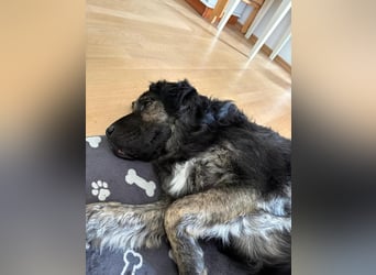 Bea - sucht ruhiges Zuhause mit Herz