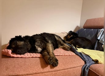 Bea - sucht ruhiges Zuhause mit Herz