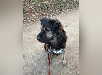 Bea - sucht ruhiges Zuhause mit Herz