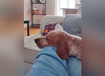 Cooper – ein wundervoller junger Mischling sucht sein Für-Immer-Zuhause Cooper – ein wundervoller junger Mischling sucht sein Für-Immer-Zuhause