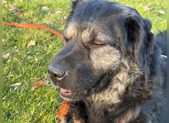 Bea - sucht ruhiges Zuhause mit Herz