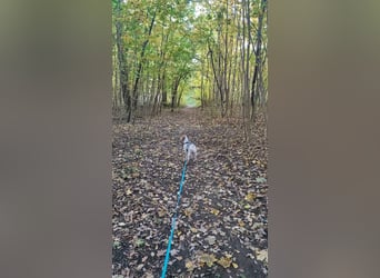 Cooper – ein wundervoller junger Mischling sucht sein Für-Immer-Zuhause Cooper – ein wundervoller junger Mischling sucht sein Für-Immer-Zuhause